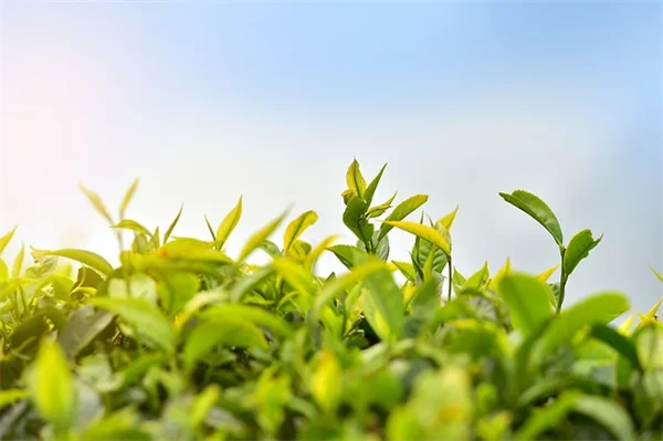 7 Easy Home Office Plants for a Happier Workspace