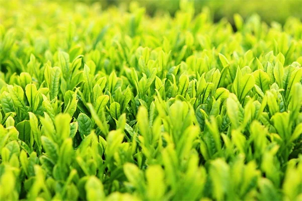 How to Grow Black Eyed Susan Vine in a Pot: Expert Tips for Success