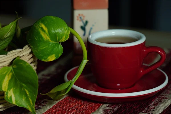 How to Make Drunken Compost in 14 Days with Beer and Soda